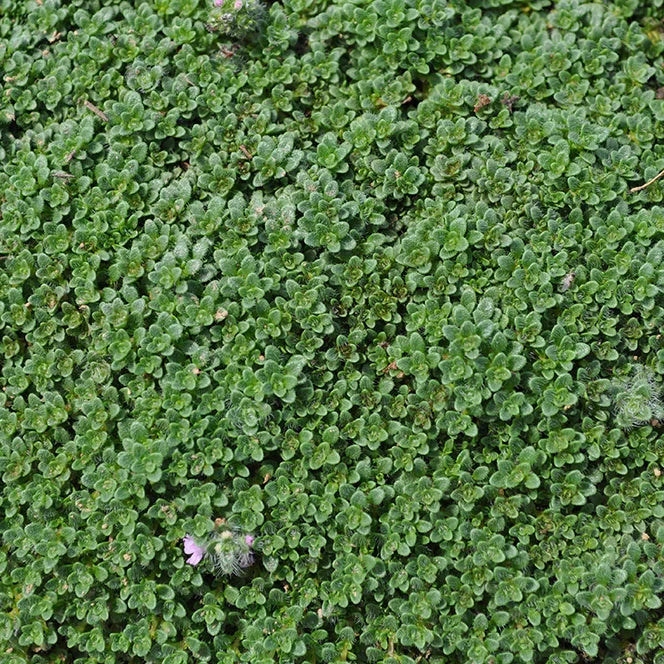 Organic Elfin Thyme Plant Seeds – Tiny Perennial Herb for Pathways