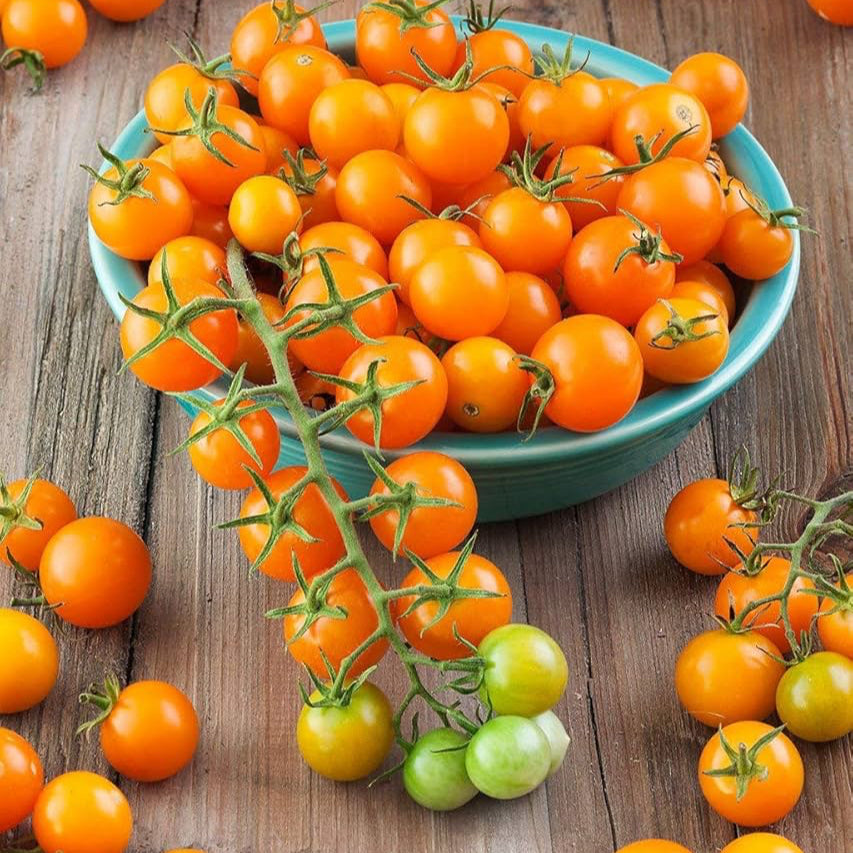 Buy Tomato Seeds Online – Heirloom and Non-GMO Garden Varieties