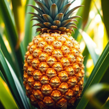 Pineapple Plant Seeds – Tropical Fruiting Garden Variety