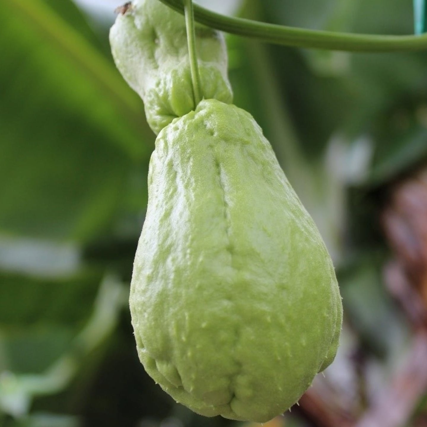 Organic Chayote Plant Seeds – Nutritious Vegetable for Pots & Trellises