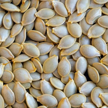 Buy Zucchini Seeds Online – Heirloom Variety, Easy to Grow