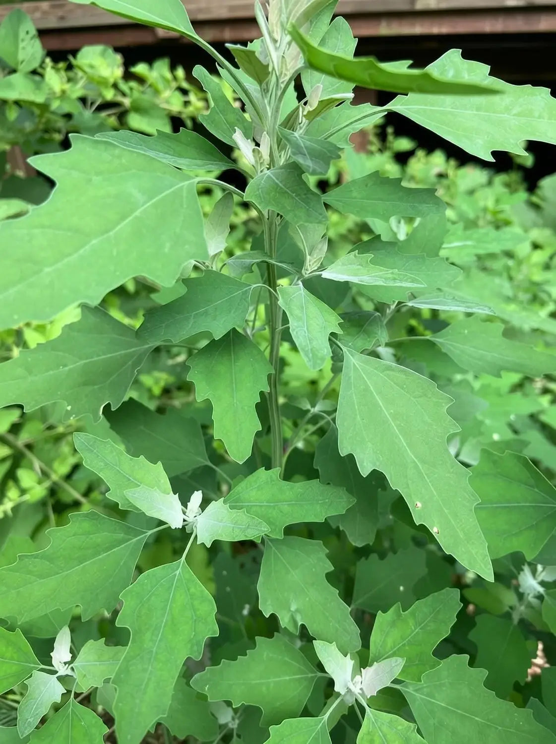 Henry Flower seeds for Planting Hardy Variety Heirloom & GMO Free Seeds for Home Garden
