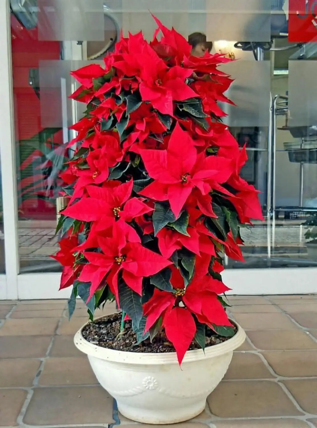 Poinsettia Flower seeds for Planting - Long Bloom Season, Heirloom & GMO Free Seeds for Home Garden