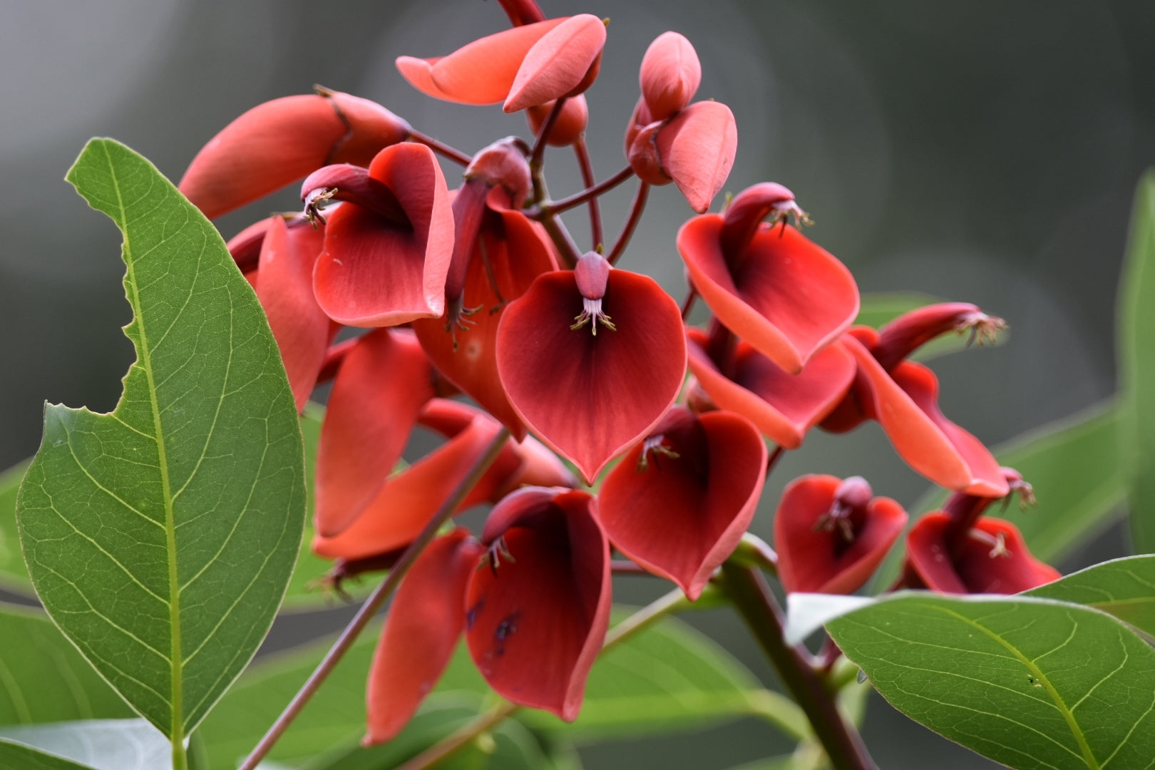 Erythrina Crista Galli Flower Seeds in Orange - Flower seeds for Planting - Easy to Grow, Heirloom & GMO Free Seeds for Home Garden