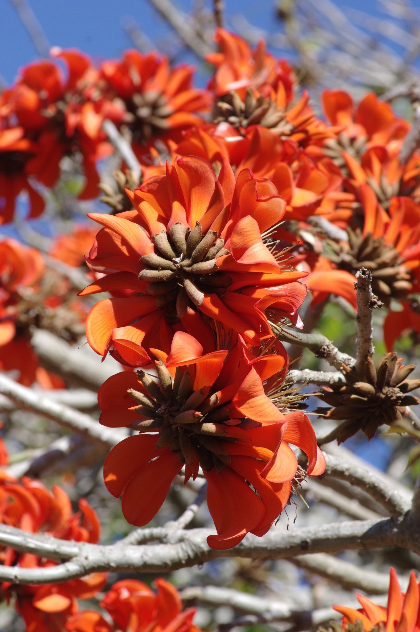 Yellow Erythrina Flower seeds for Planting - Sun Loving, Heirloom & GMO Free Seeds for Home Garden