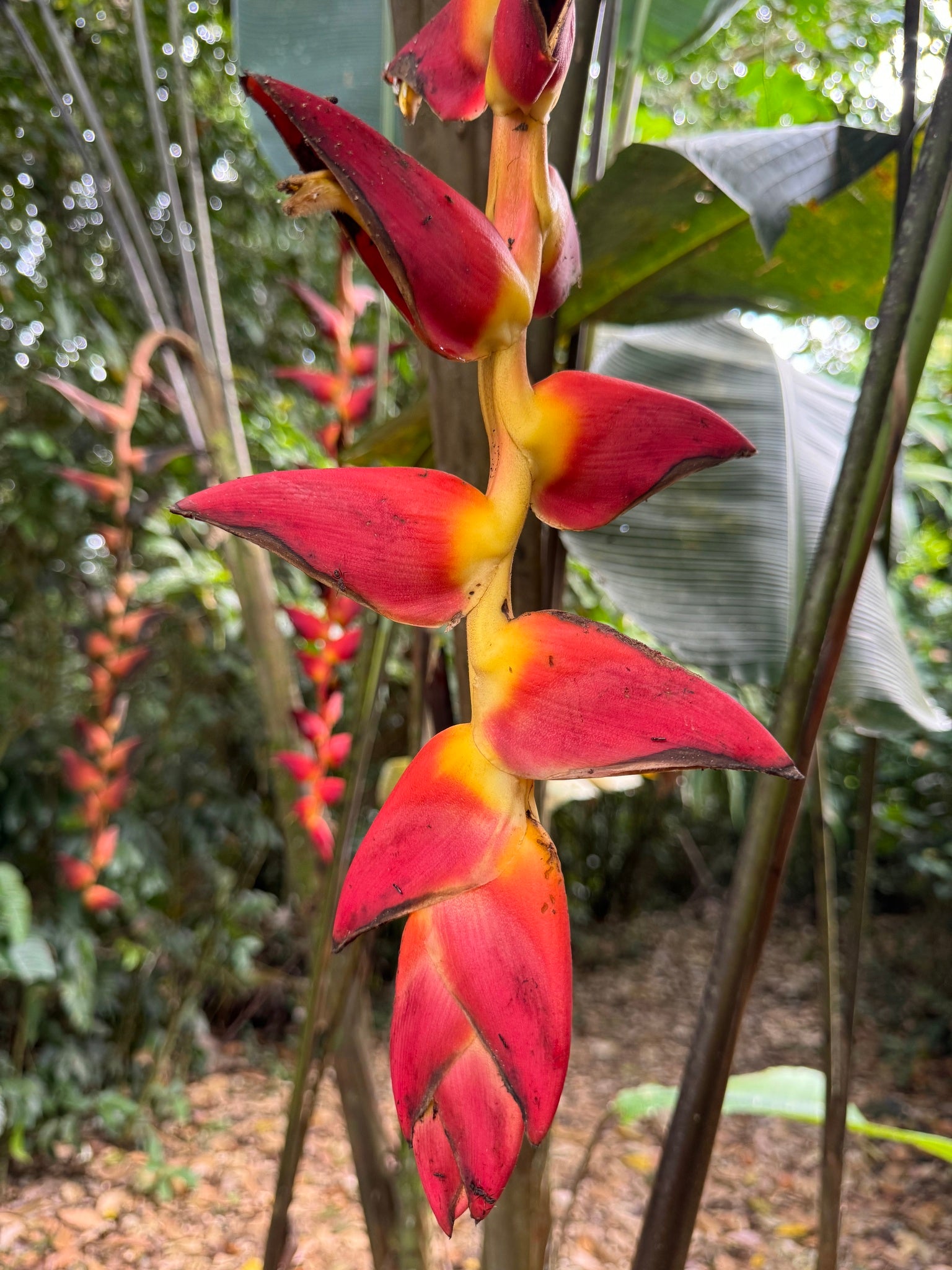 Heliconia Pogonantha Flower seeds for Planting - Bright Blooms, Heirloom & GMO Free Seeds for Home Garden