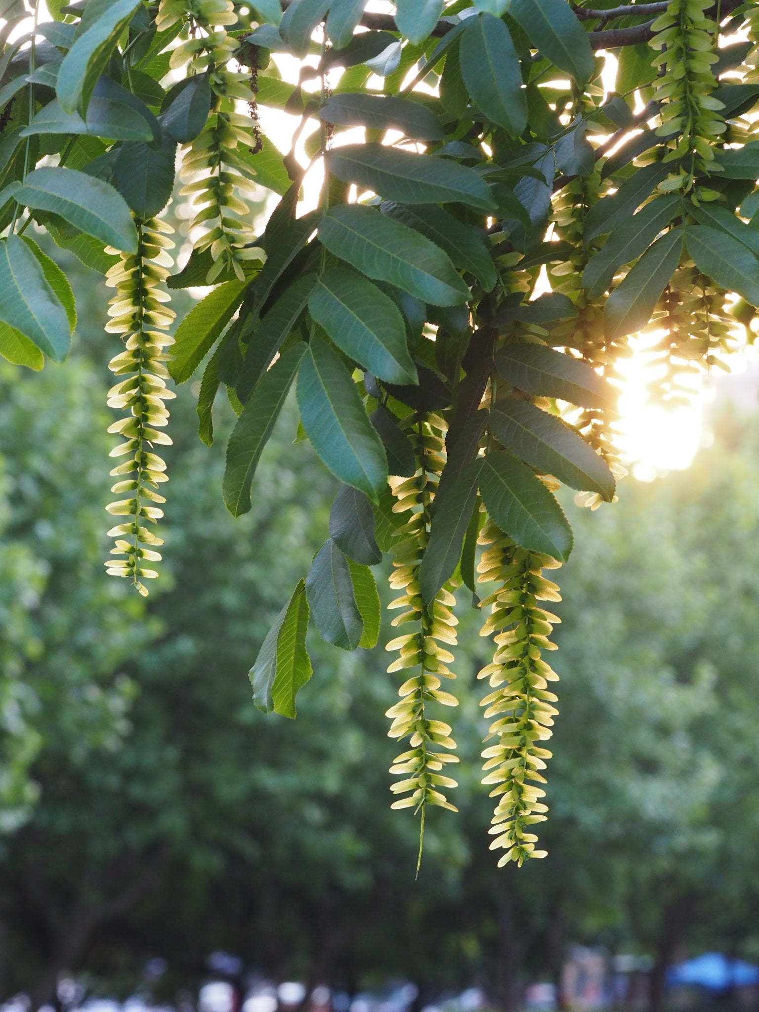 Pterocarya Stenoptera Flower seeds for Planting - Bright Blooms, Heirloom & GMO Free Seeds for Home Garden