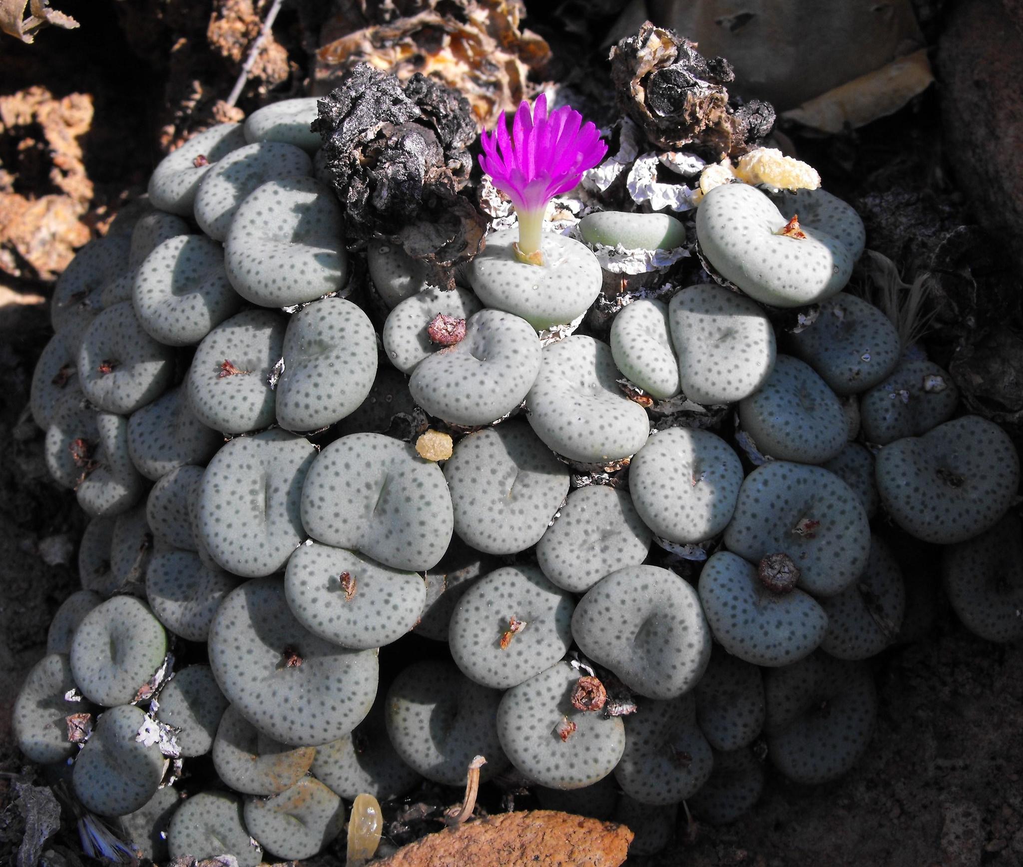 Conophytum Flower seeds for Planting - Long Bloom Season, Heirloom & GMO Free Seeds for Home Garden