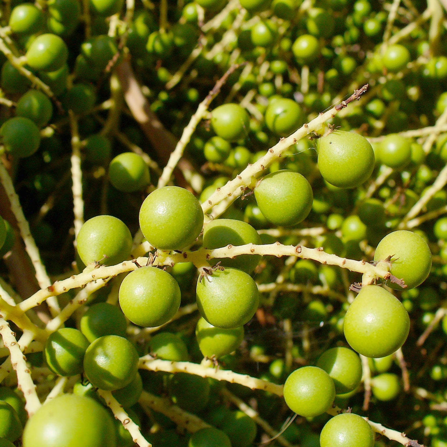 Green Saw Palmetto (Serenoa Repens) American Dwarf Palm Tree Shrub Edible Fruit Sun or Shade Seeds Fruit Seeds for Home Gardens, Containers & Outdoor Growing