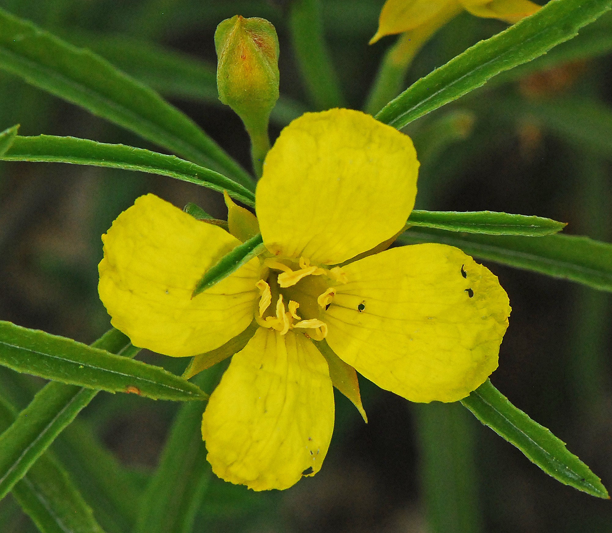 Sinicuichi Flower seeds for Planting - Hardy Variety, Heirloom & GMO Free Seeds for Home Garden