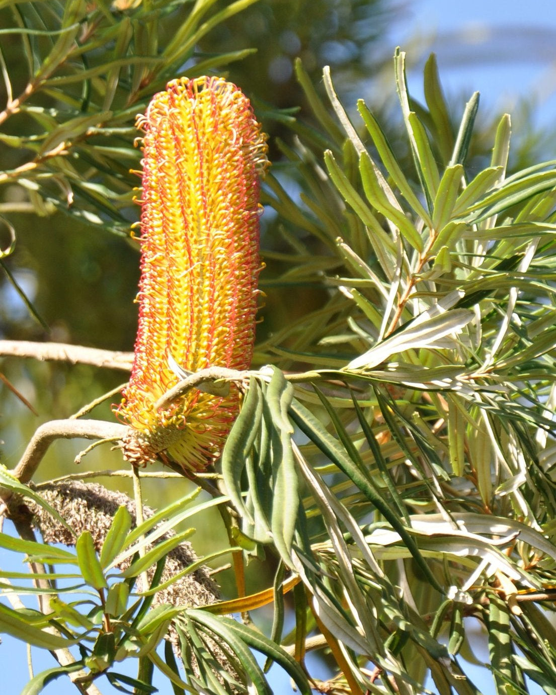 Yellow Banksia Flower seeds for Planting - Perfect for Borders, Heirloom & GMO Free Seeds for Home Garden