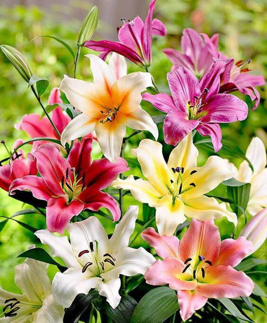 Mixed Flower seeds for Planting - Garden Favorite, Heirloom & GMO Free Seeds for Home Garden