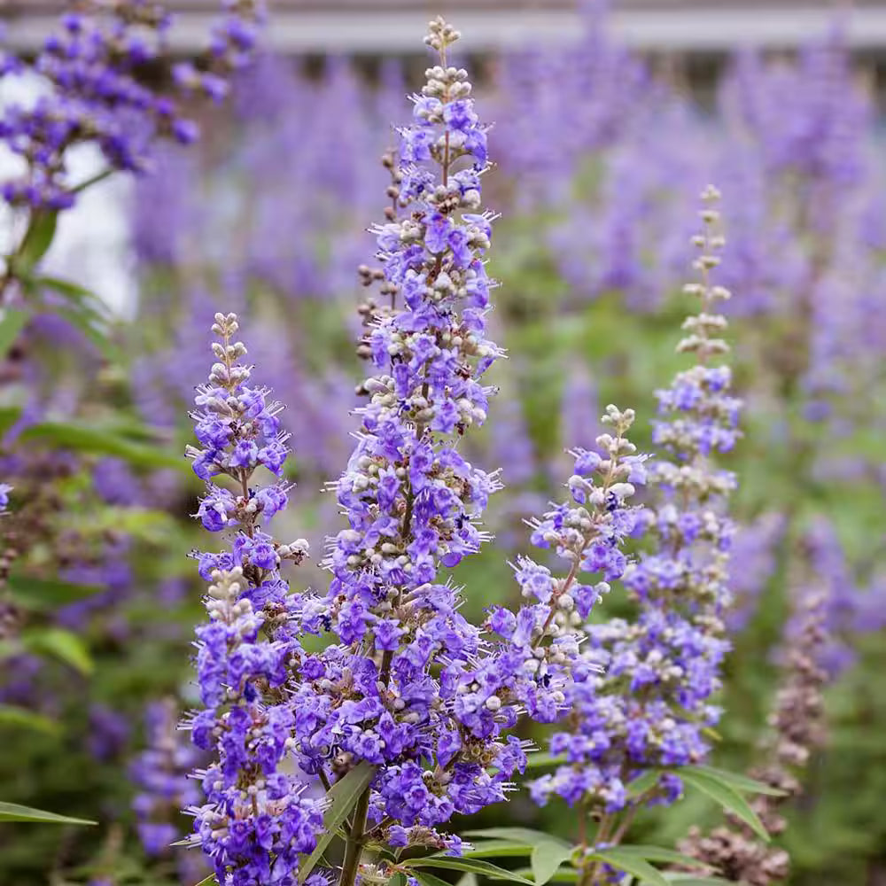 Purple Angus Castus Flower seeds for Planting - Seasonal Bloomer, Heirloom & GMO Free Seeds for Home Garden