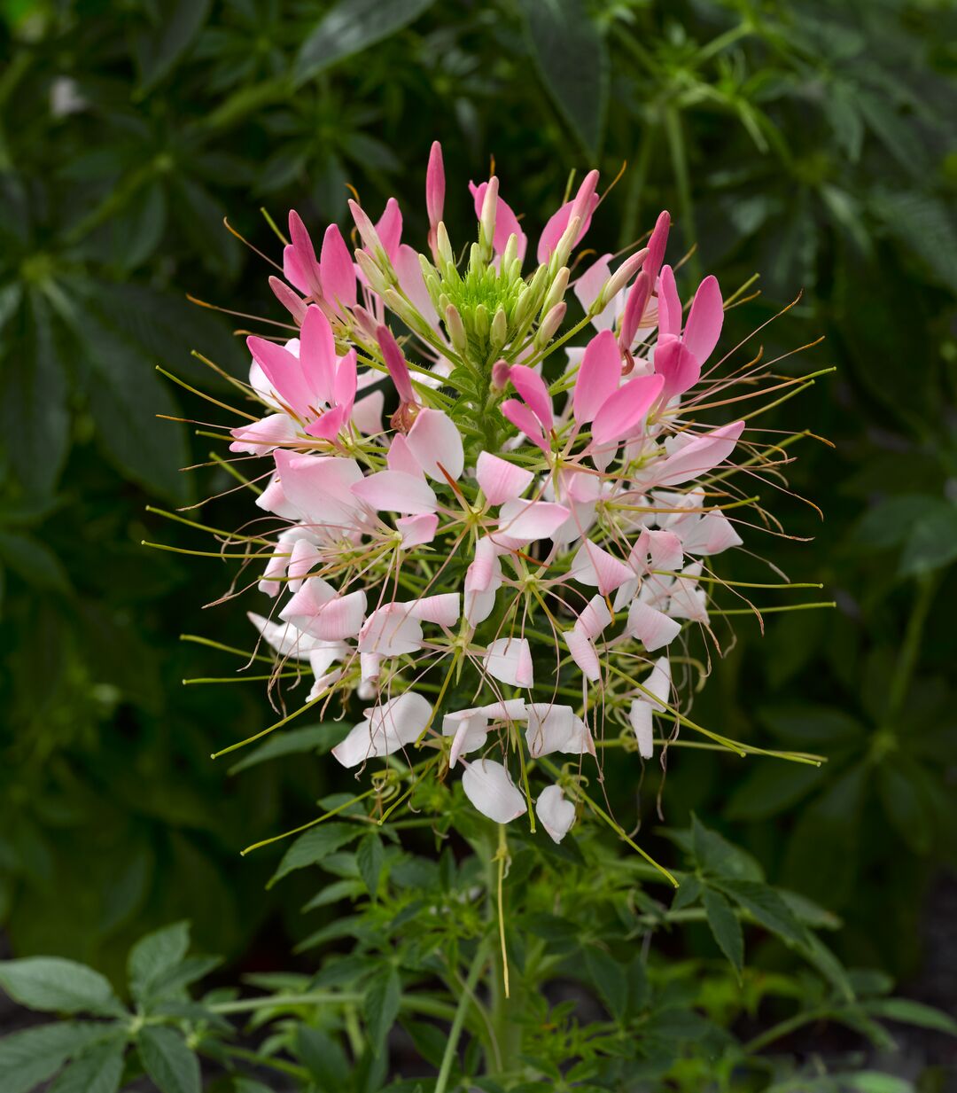 Heirloom Cleome Seeds – Non-GMO Spider Flowers for Pots & Borders