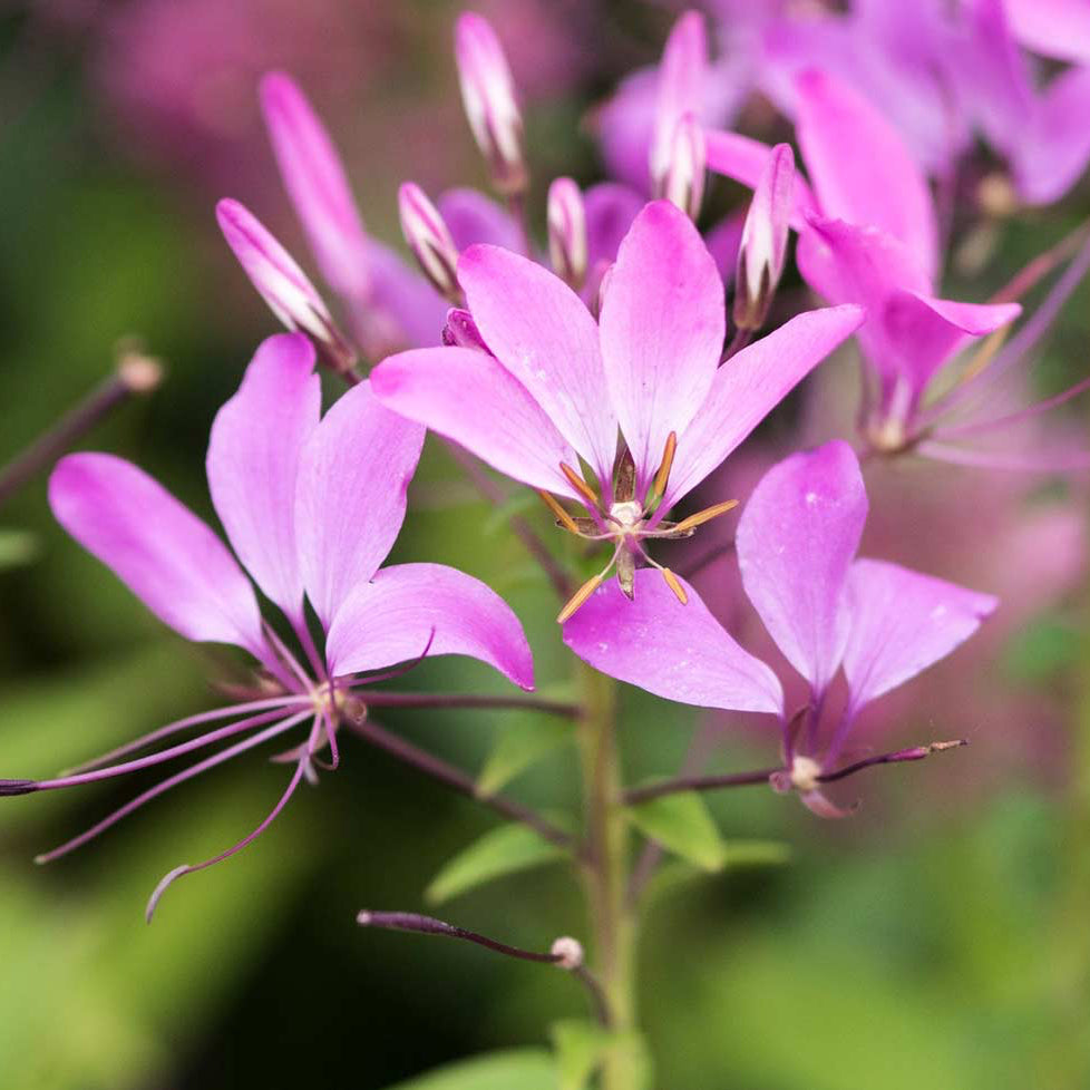 Organic Cleome Plant Seeds – Pollinator-Friendly Annual Flower Variety