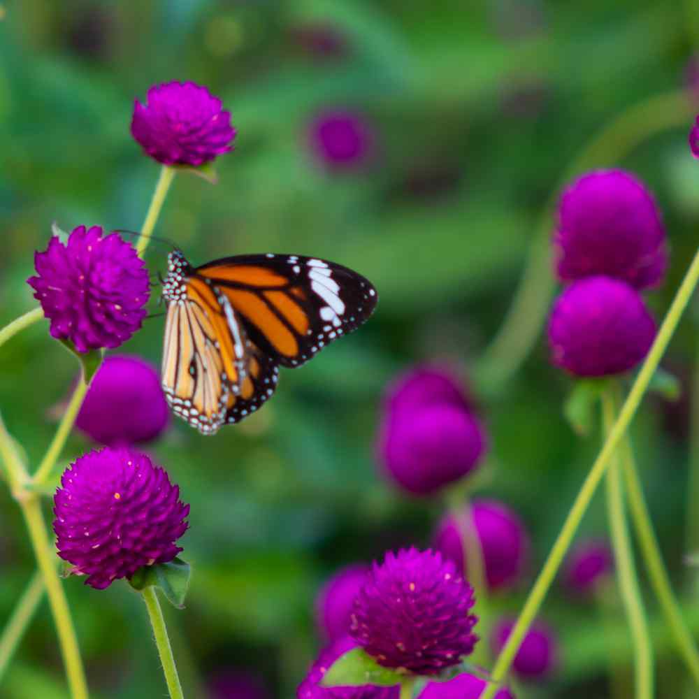 Organic Gomphrena Plant Seeds – Pollinator-Friendly Blooms for Pots & Borders