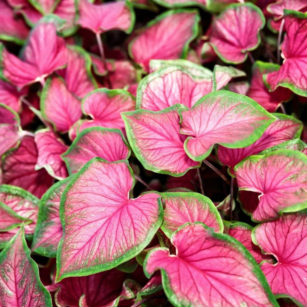 Organic Caladium Plant Bulbs – Vibrant Indoor and Outdoor Ornamental Plant