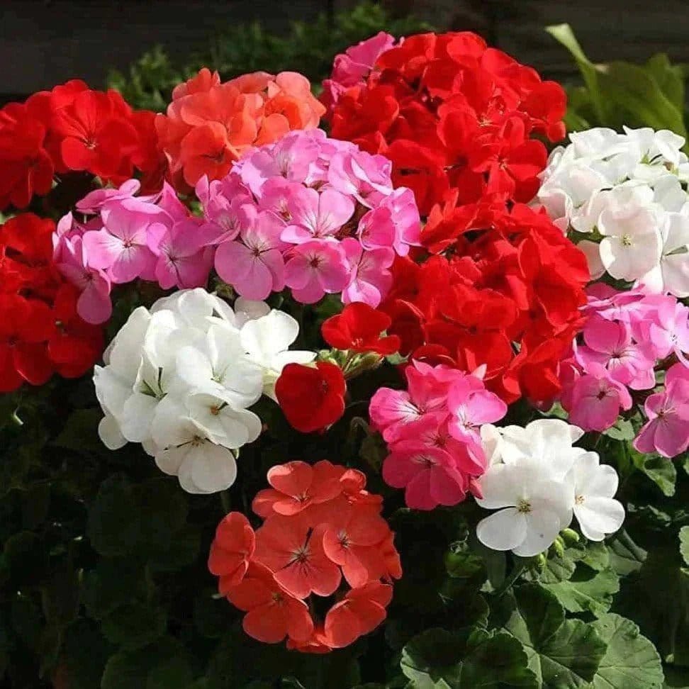 Organic Geranium Plant Seeds – Ornamental Annual for Pots & Borders
