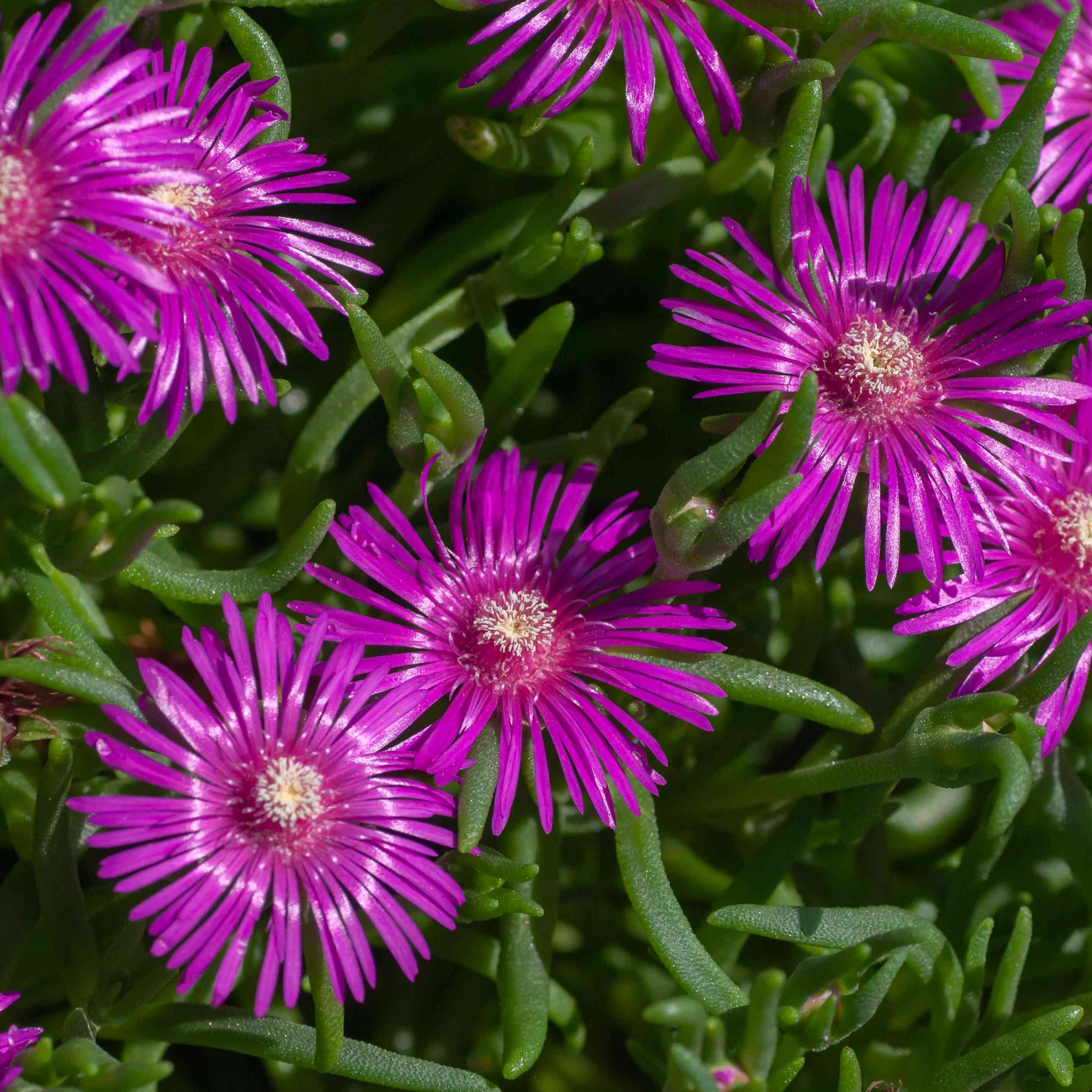 Heirloom Ice Plant Seeds – Non-GMO Colorful Groundcover Succulent
