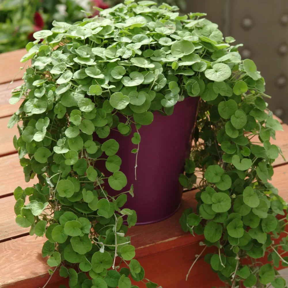 Dichondra Repens Seeds – Lush Green Groundcover for Home & Landscapes