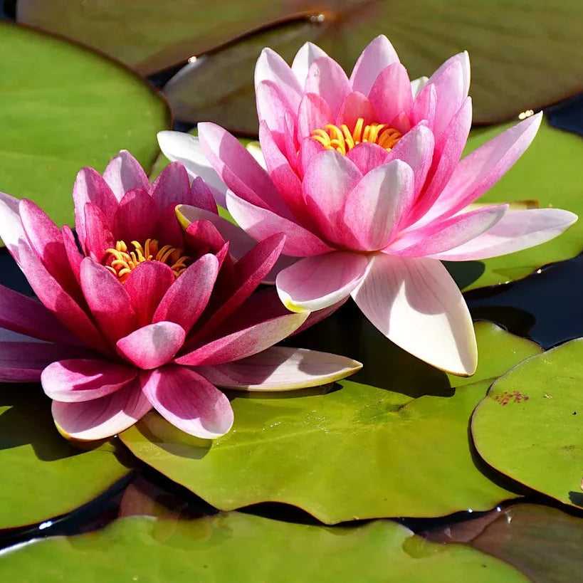 Organic Lotus Seeds – Beautiful Water Garden Plant with Symbolic Blooms