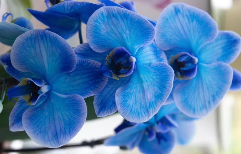 Sky Blue Butterfly Orchid Flower seeds for Planting - Premium Quality, Heirloom & GMO Free Seeds for Home Garden