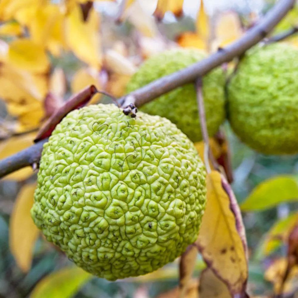 Osage Fruit Seeds for Planting  Hardy & Drought-Resistant Tree Seeds