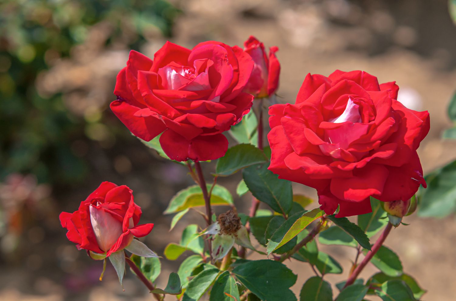 Mixed Osiria Rose Flower Seeds for Planting Cottage Garden Essential Heirloom & GMO Free Seeds for Home Garden
 
 Sale