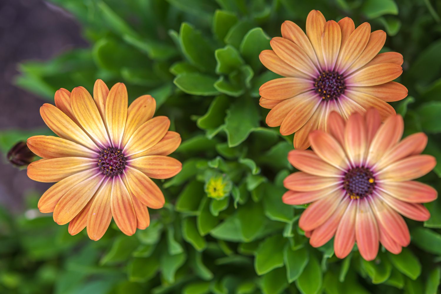 Orange and Blue William Osteospermum Flower seeds for Planting Bright Blooms Heirloom & GMO Free Seeds for Home Garden