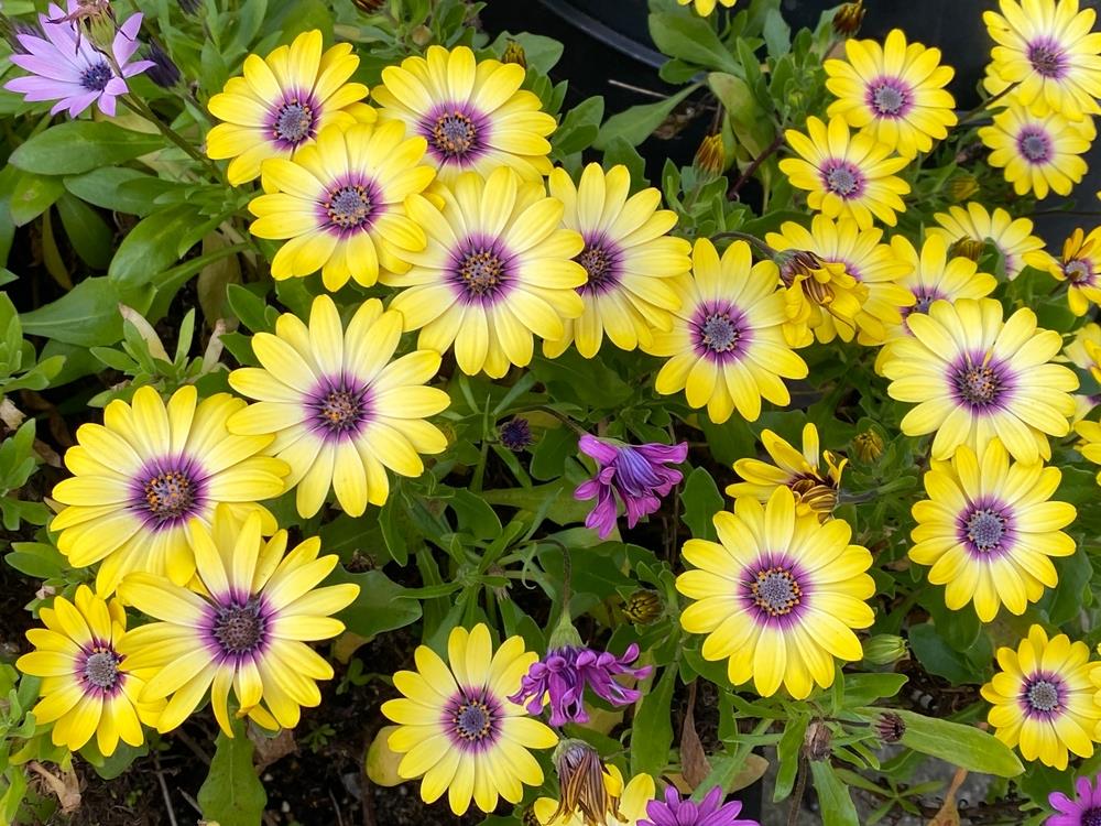 Yellow Dimorphotheca Flower seeds for Planting - Cut Flower Favorite, Heirloom & GMO Free Seeds for Home Garden