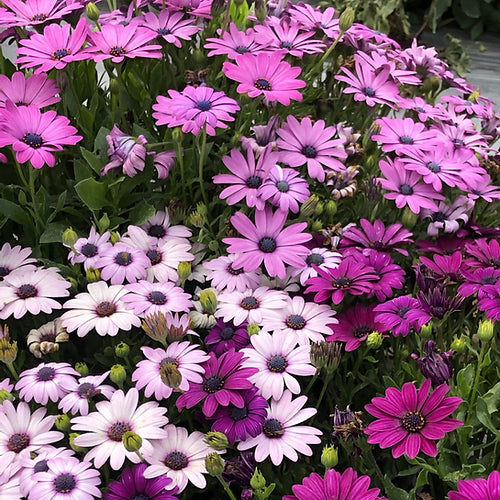 Osteospermum Flower seeds for Planting - Vibrant Colors, Heirloom & GMO Free Seeds for Home Garden