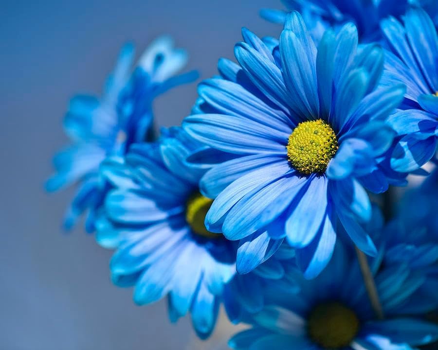 Blue Osteospermum Flowers in Garden Setting
