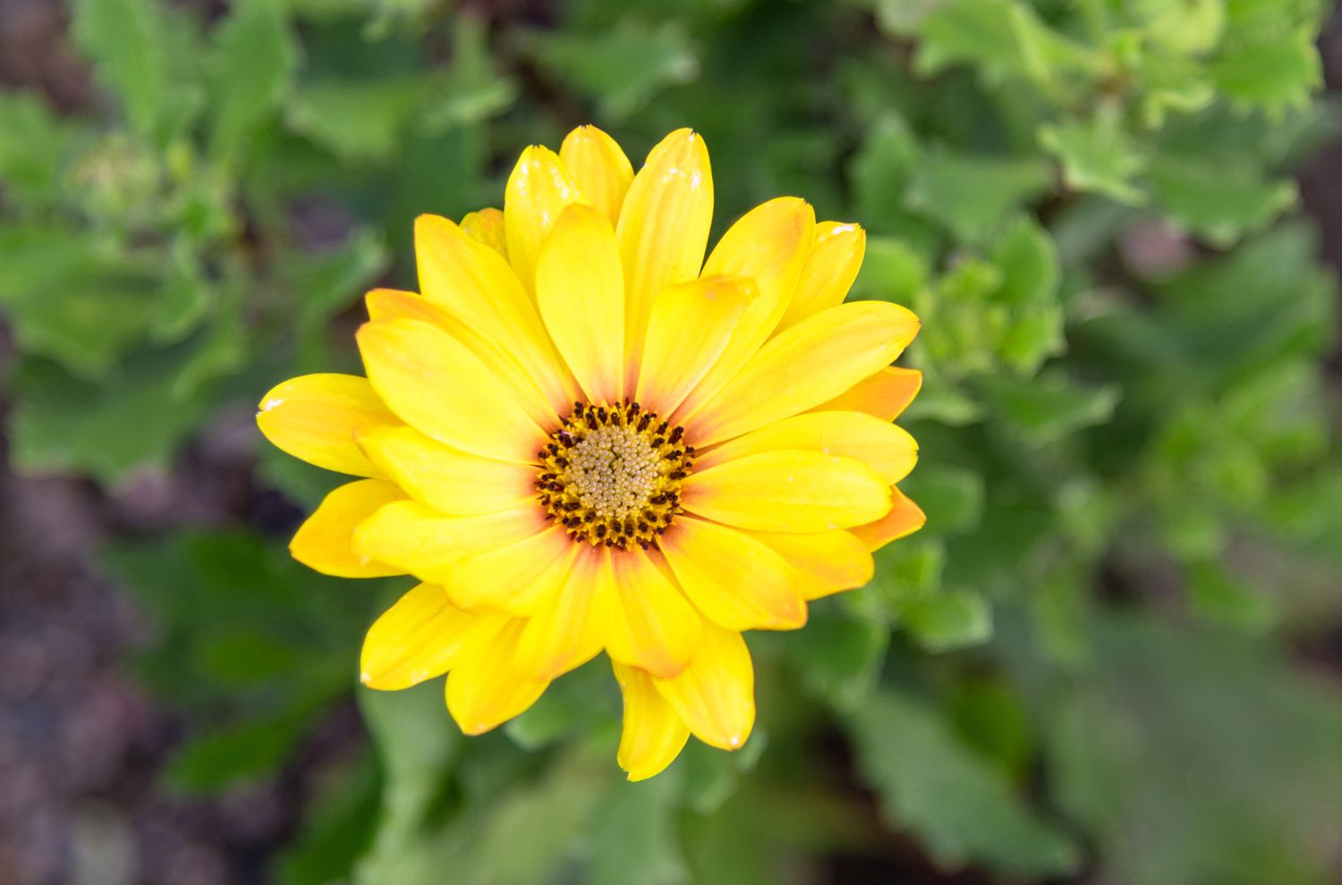 Yellow Osteospermum Flower seeds for Planting - Bright Blooms, Heirloom & GMO Free Seeds for Home Garden