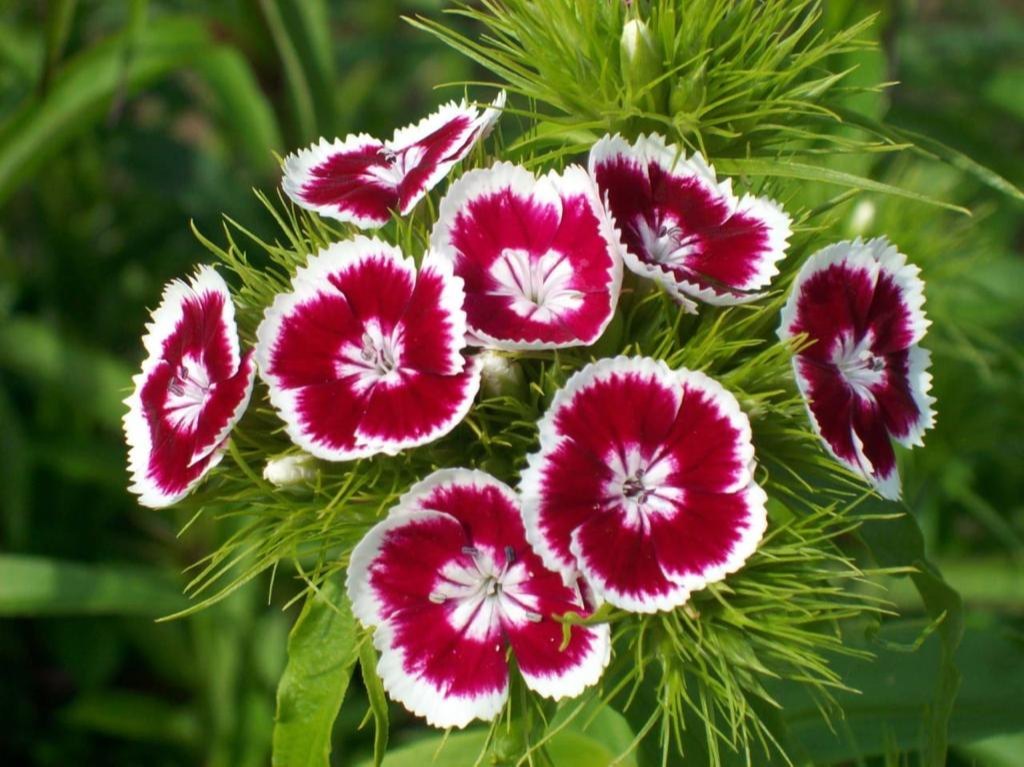 Dianthus Flower seeds for Planting Colorful Display Heirloom & GMO Free Seeds for Home Garden