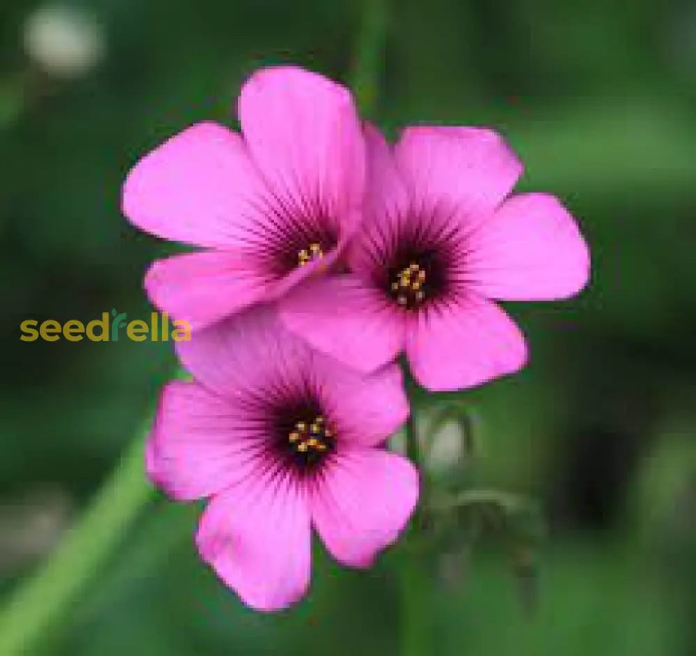 Oxalis Pink Flower Seeds - Perfect For Planting In Your Garden