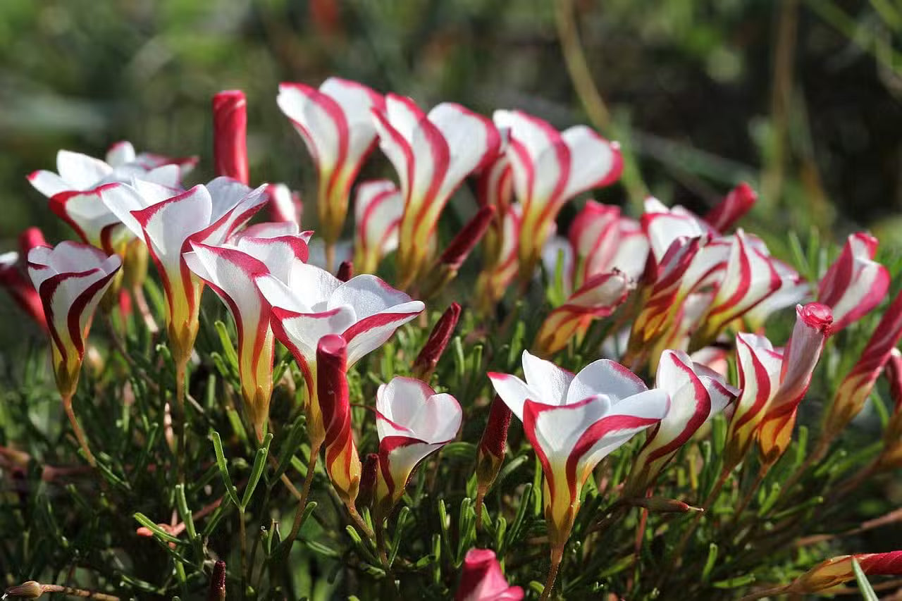 Red White Oxalis Flower Seeds for Planting – Cut Flower Favorite Heirloom & NonGMO Seeds for Home Garden
 
 Sale - Evergrowseeds