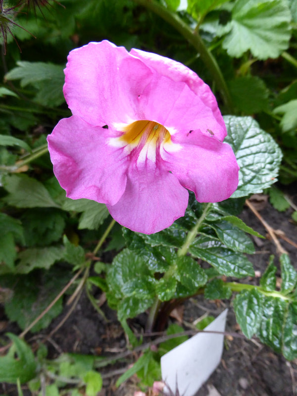 Incarvilla Flower seeds for Planting - Vibrant Colors, Heirloom & GMO Free Seeds for Home Garden