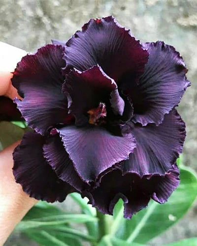 Purple Adenium Obesum Flower seeds for Planting - Drought Tolerant, Heirloom & GMO Free Seeds for Home Garden