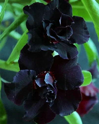 Black Adenium Flower seeds for Planting - Shade Tolerant, Heirloom & GMO Free Seeds for Home Garden