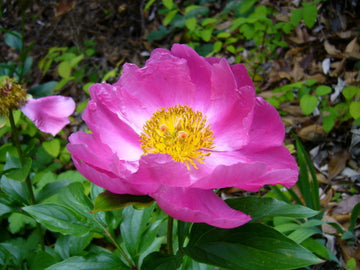 Pink Paeonia Tenuifolia Flower seeds for Planting - Perfect for Borders, Heirloom & GMO Free Seeds for Home Garden