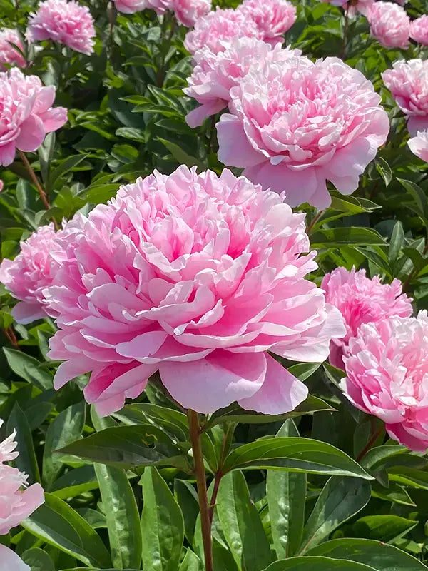 Pink Paeonia Flower seeds for Planting - Vibrant Colors, Heirloom & GMO Free Seeds for Home Garden