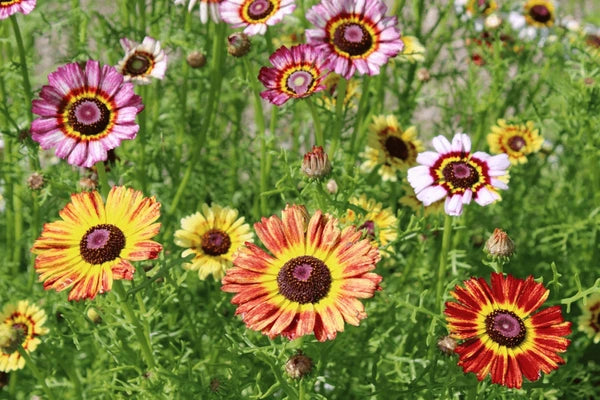 Purple Chrysanthemum Carinatum Flower seeds for Planting - Low Maintenance, Heirloom & GMO Free Seeds for Home Garden