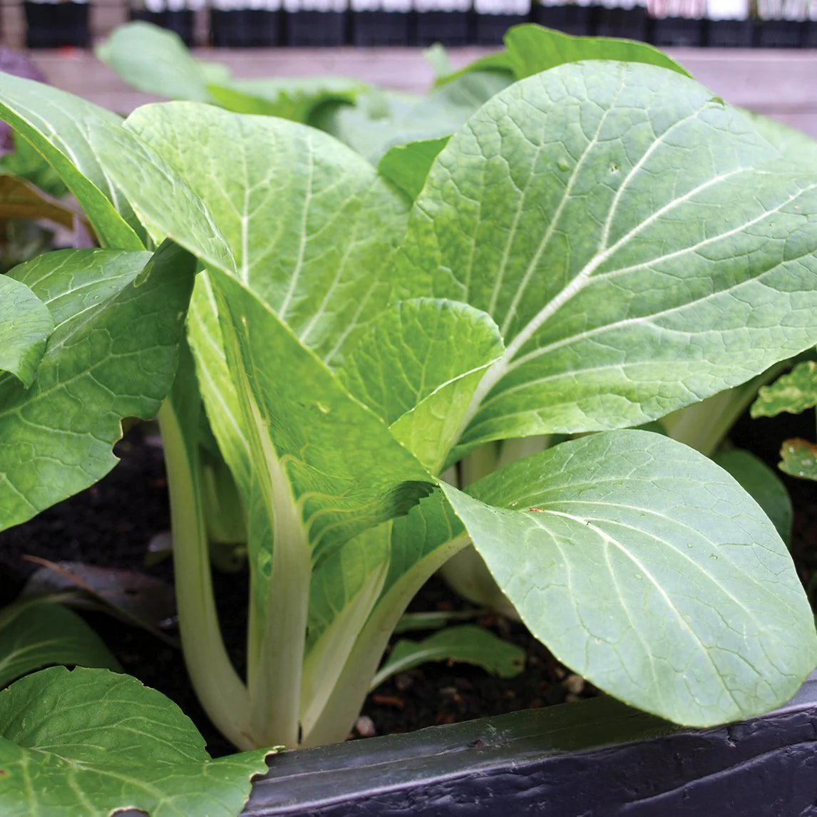 Green Pak Choi Seeds for Vegetable Planting
