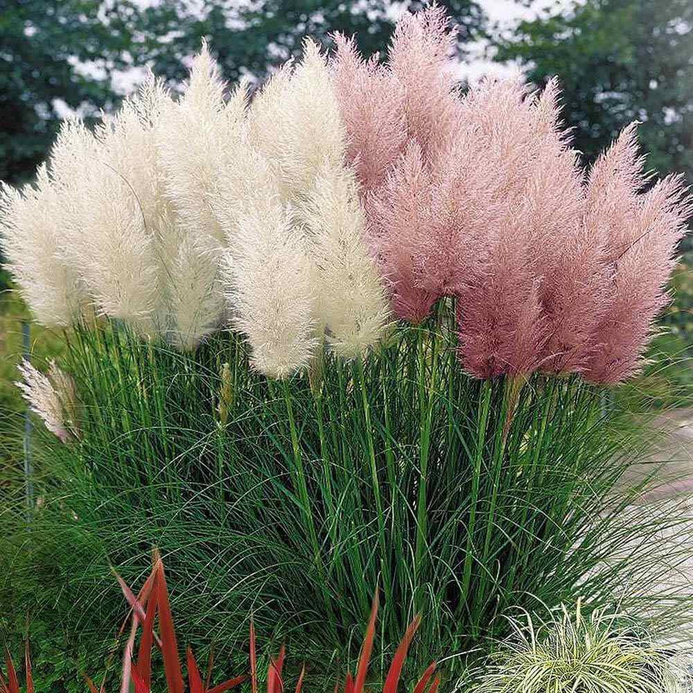 Pampas Mix Flower Planting Seeds - Vibrant Blends for Stunning Gardens - Evergrowseeds