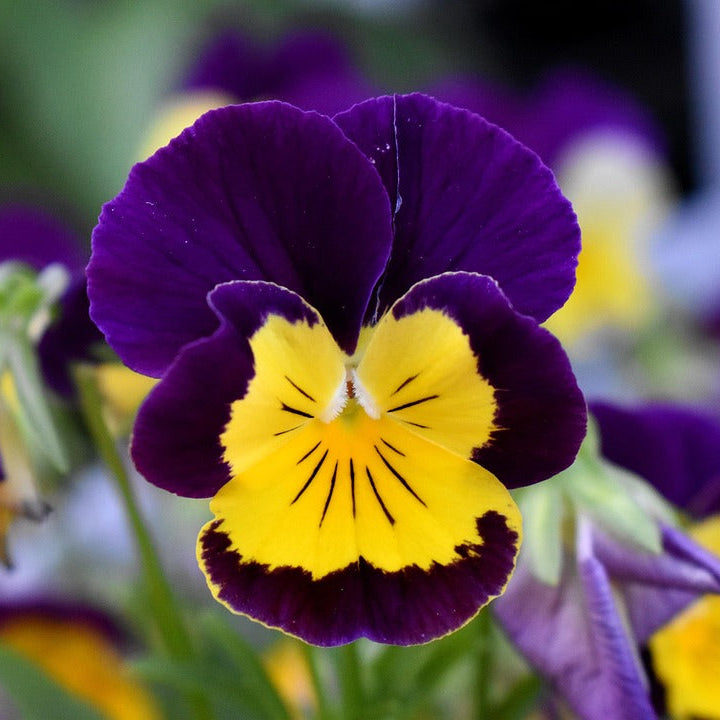 Dark Purple Yellow Pansy Flower Seeds for Planting Compact Growth Heirloom & GMO Free Seeds for Home Garden
 
 Sale