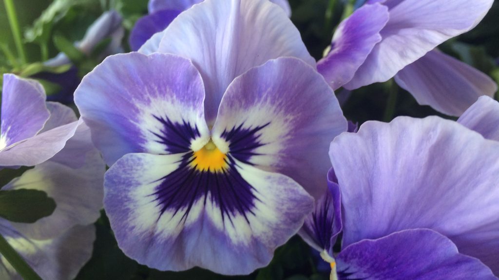 Violet White Pansy Flower Seeds for Planting Fragrant Blossoms Heirloom & GMO Free Seeds for Home Garden
 
 Sale