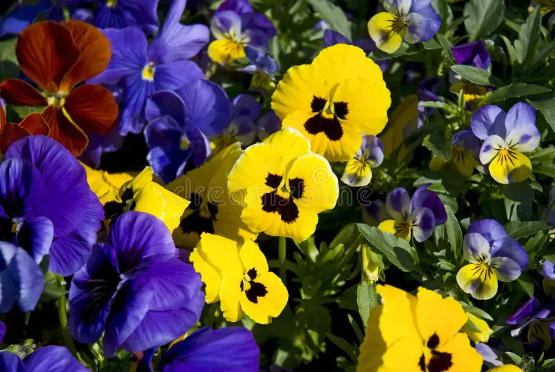Violet Yellow Pansy Flower seeds for Planting - Bright Blooms, Heirloom & GMO Free Seeds for Home Garden
