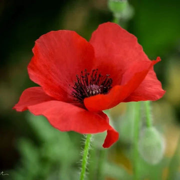 Poppy Flower Seeds – Mixed Colors, Annual & Perennial Varieties