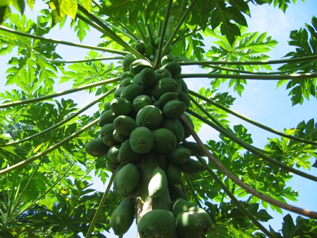 Guide to Planting Green Papaya Seeds