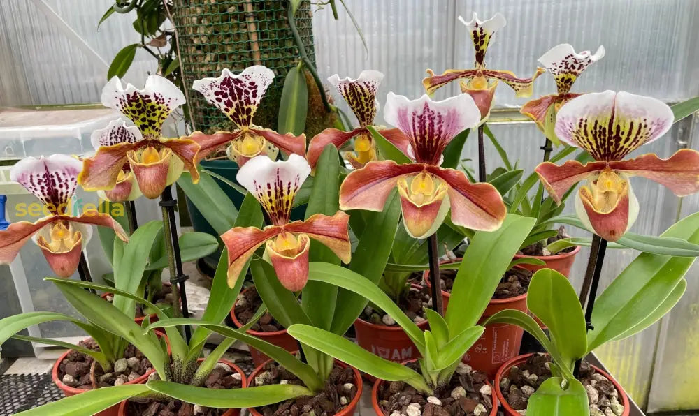 Paphiopedilum Seeds for Indoor Orchid Planting